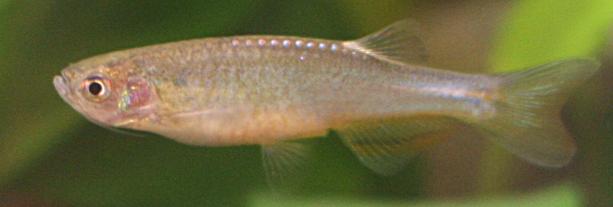 Rose Danio (Danio roseus)