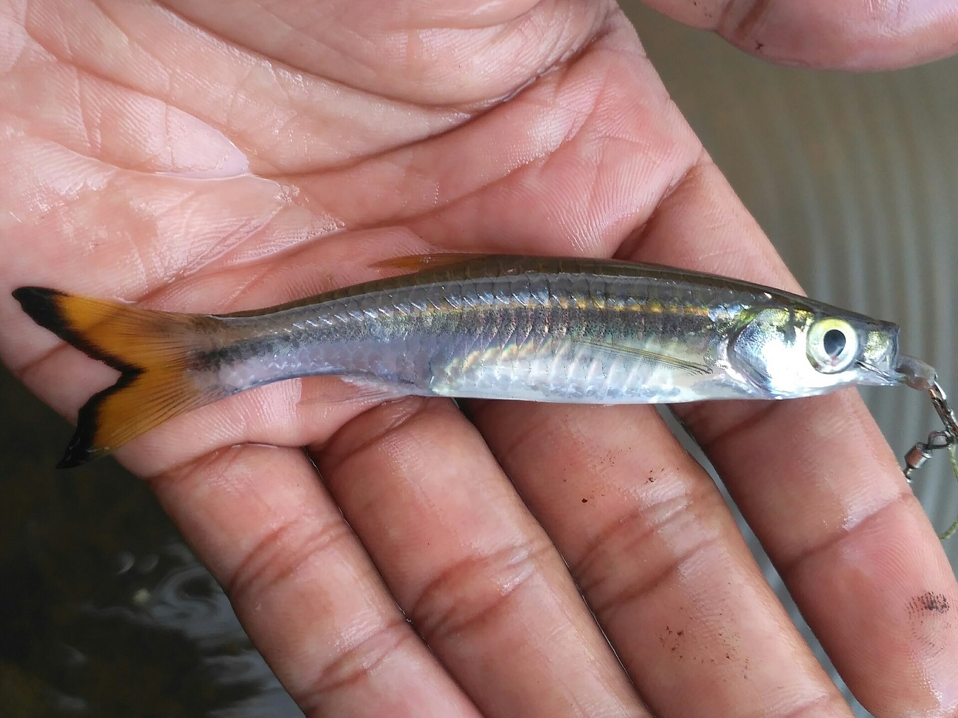Rosefin Rasbora (Rasbora dusonensis)