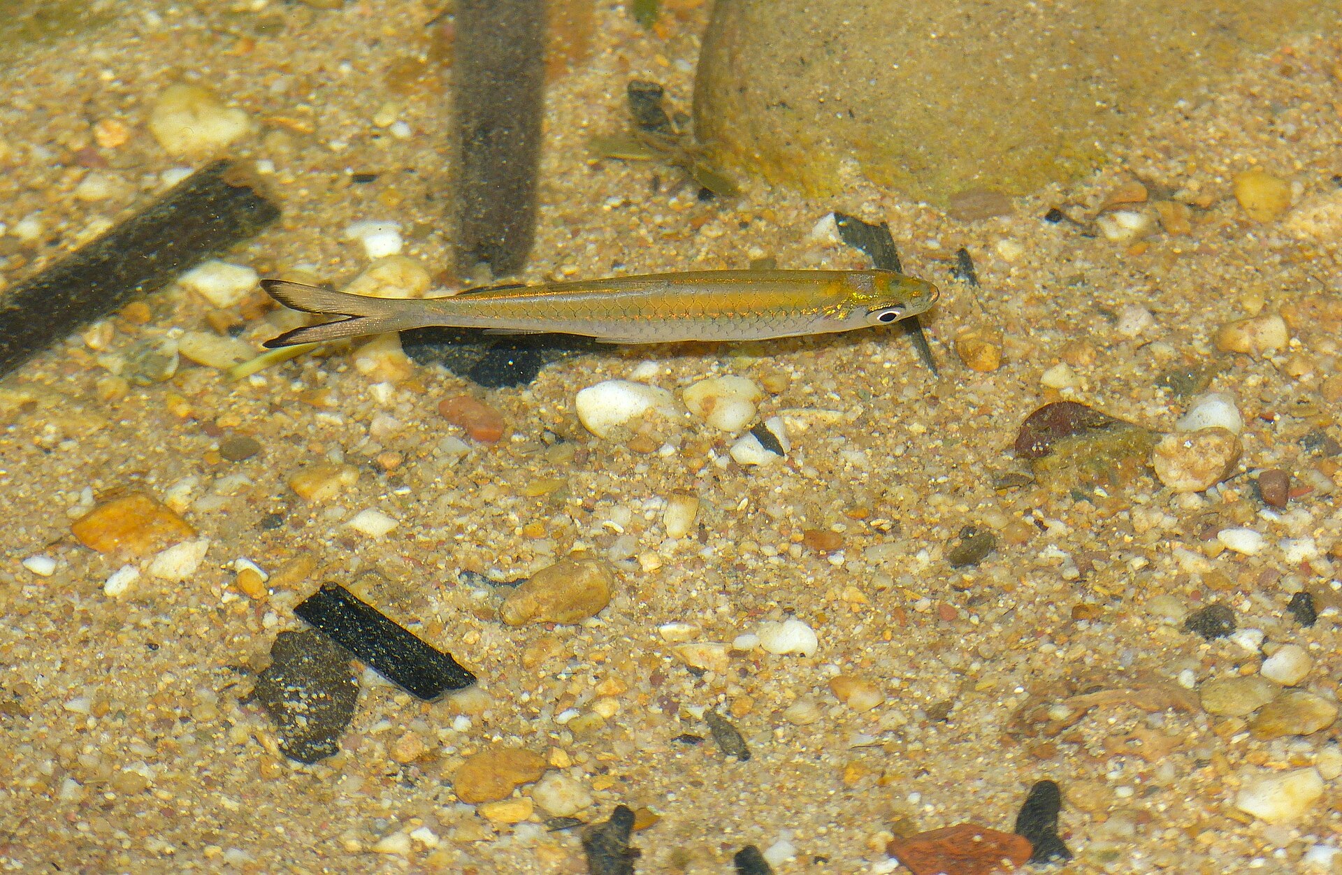 Rosefin Rasbora (Rasbora dusonensis)