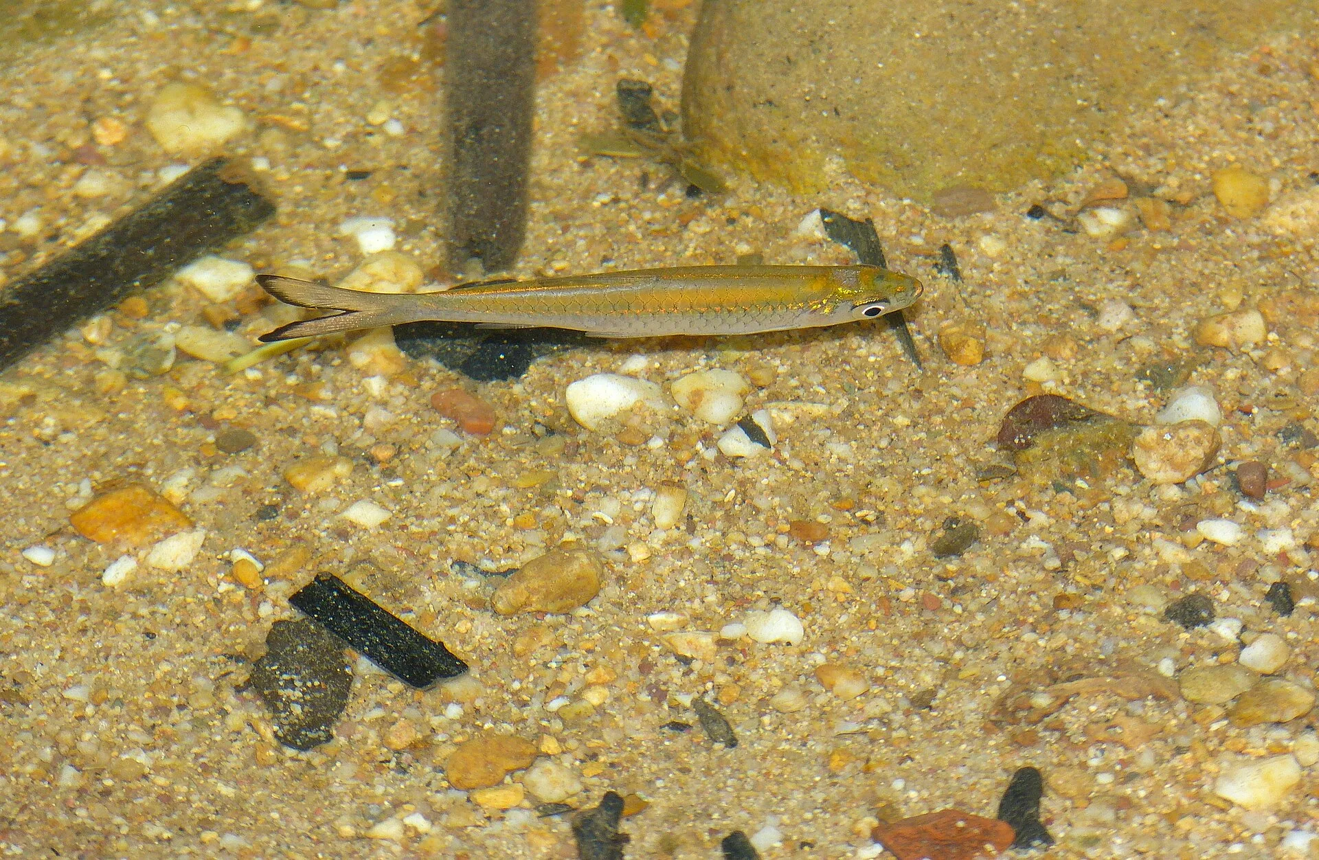 Rosefin Rasbora (Rasbora dusonensis)