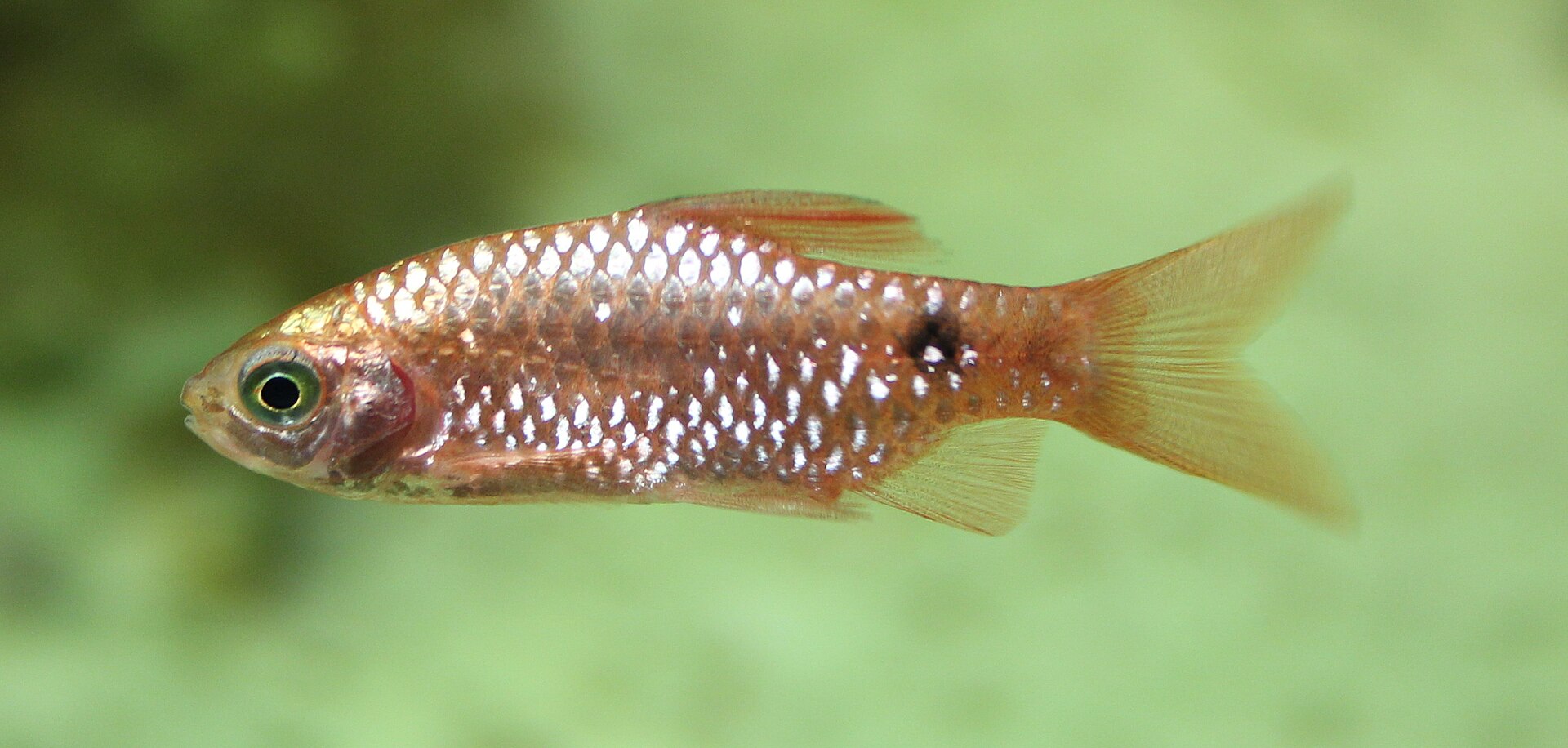 Close view of Rosy Barb (Pethia conchonius)