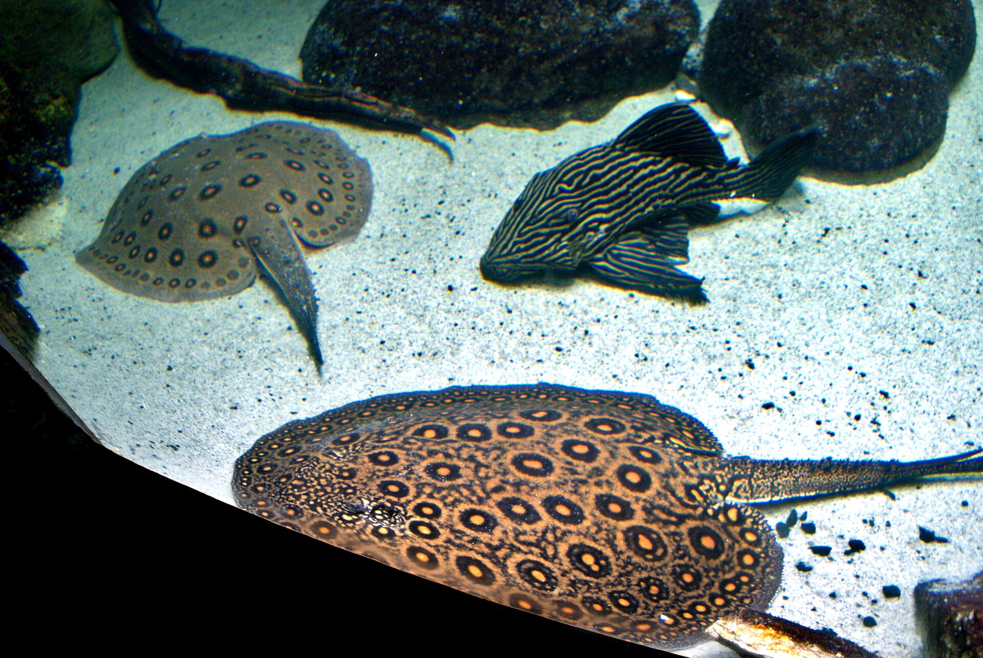 Royal Panaque (Panaque nigrolineatus)