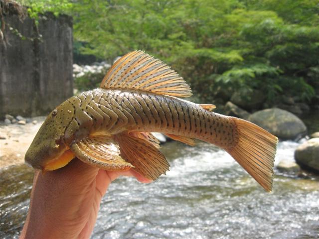 Rubberlip Pleco (Chaetostoma milesi)