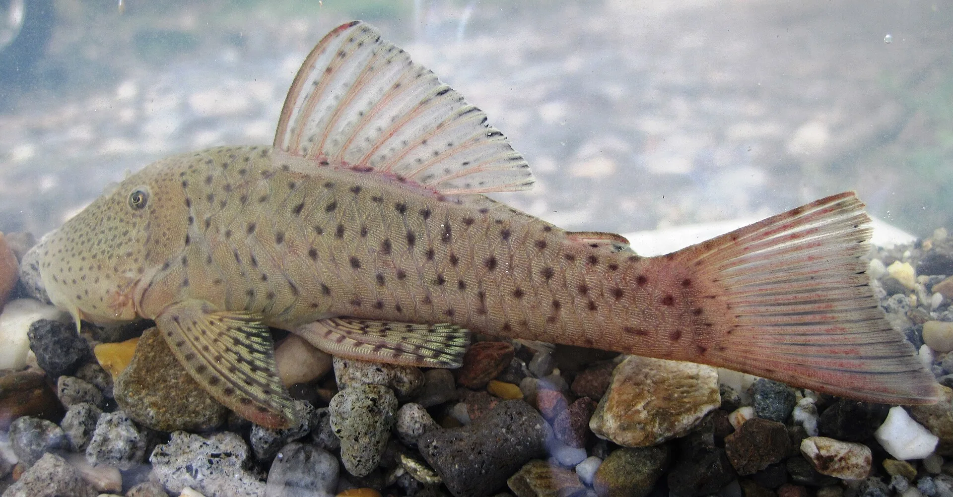 Rubberlip Pleco (Chaetostoma milesi)