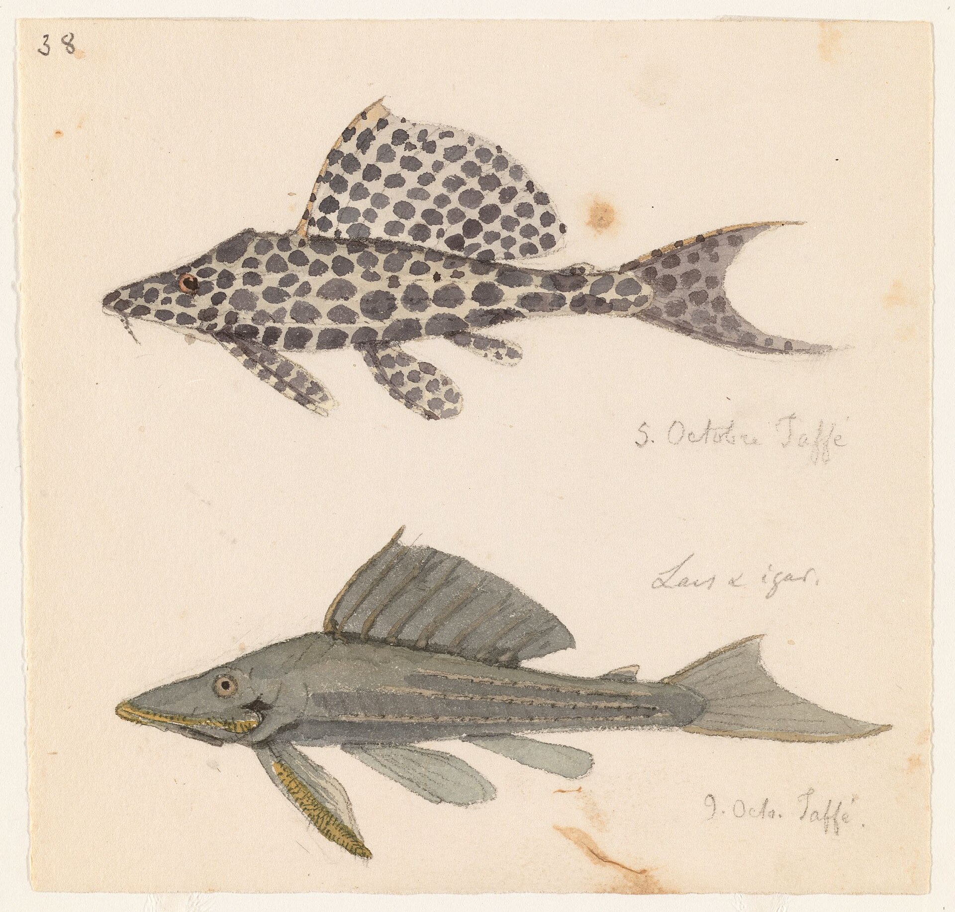 Sailfin Pleco (Glyptoperichthys gibbiceps)