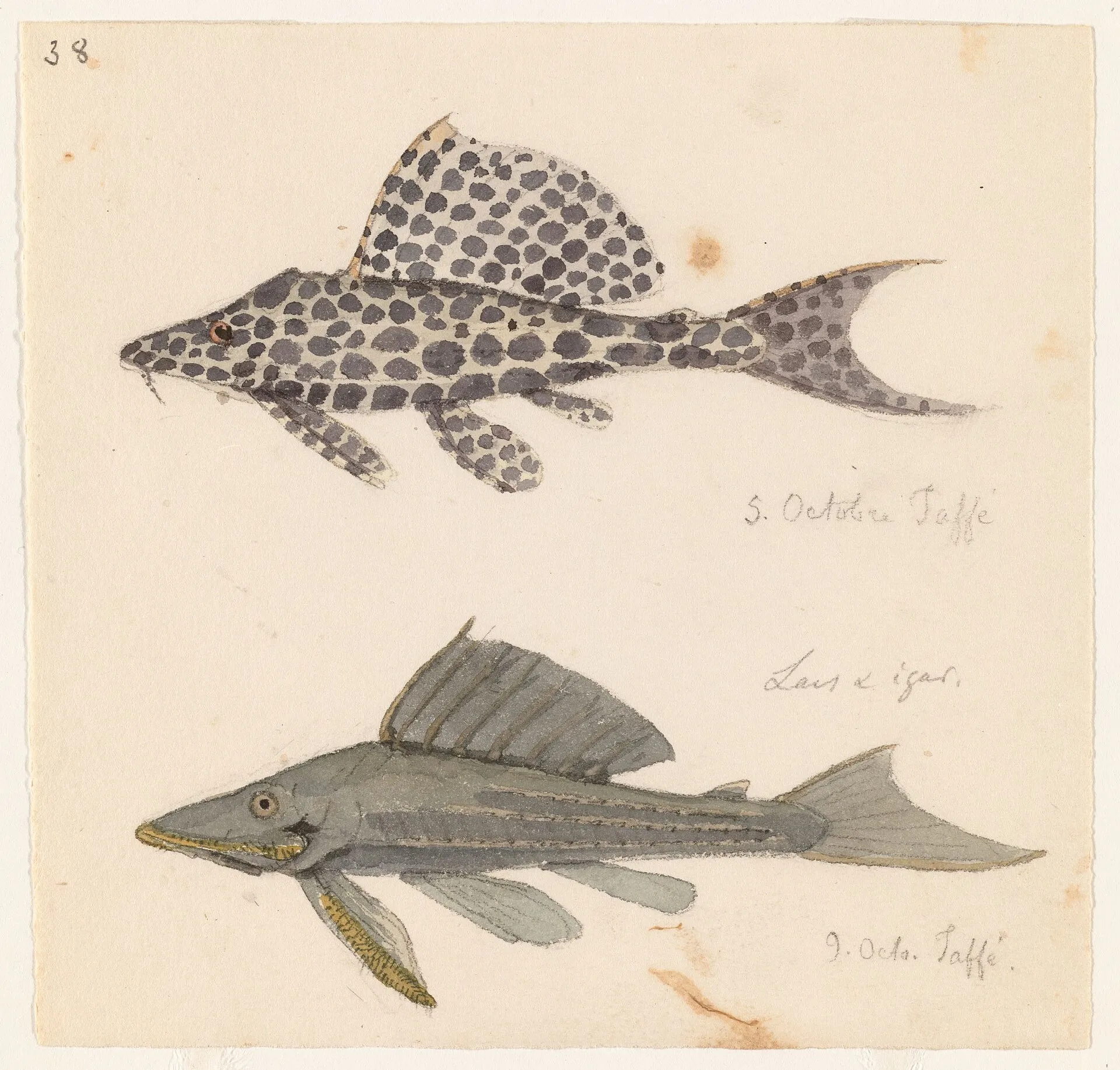 Sailfin Pleco (Glyptoperichthys gibbiceps)