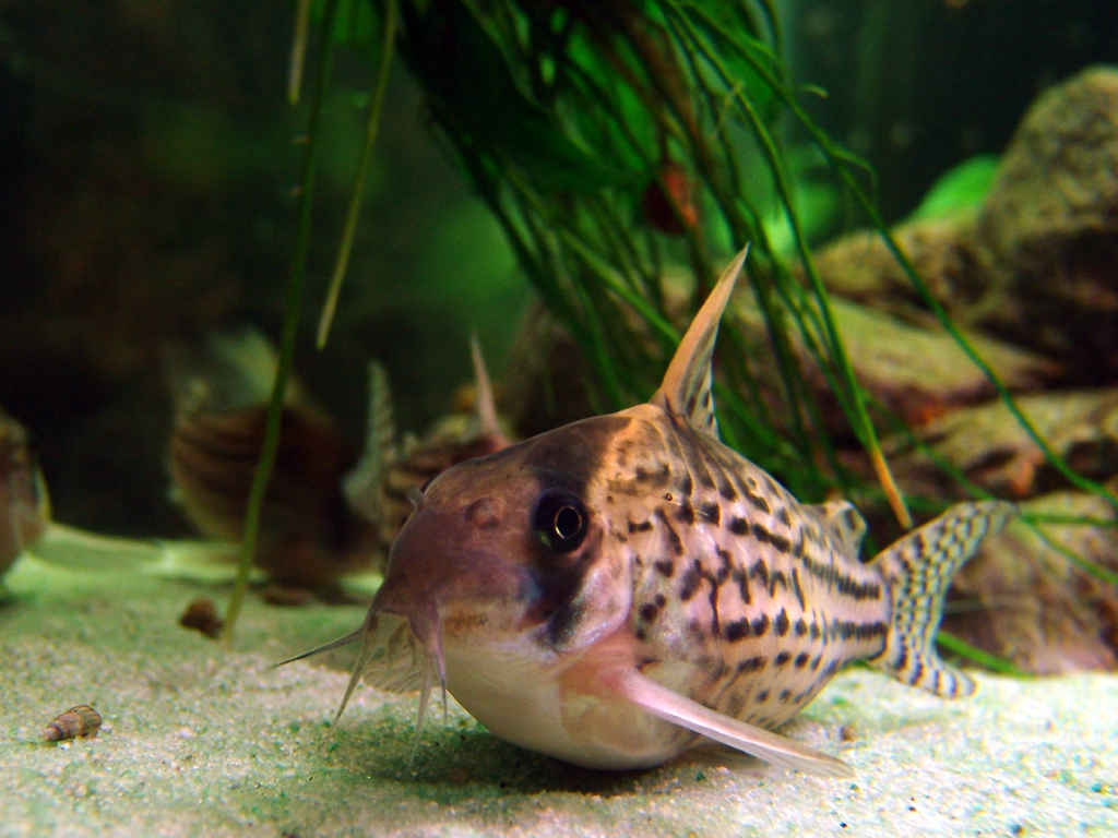 Schwartzi Corydoras (Corydoras schwartzi)