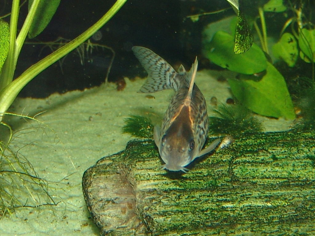 Schwartzi Corydoras (Corydoras schwartzi)