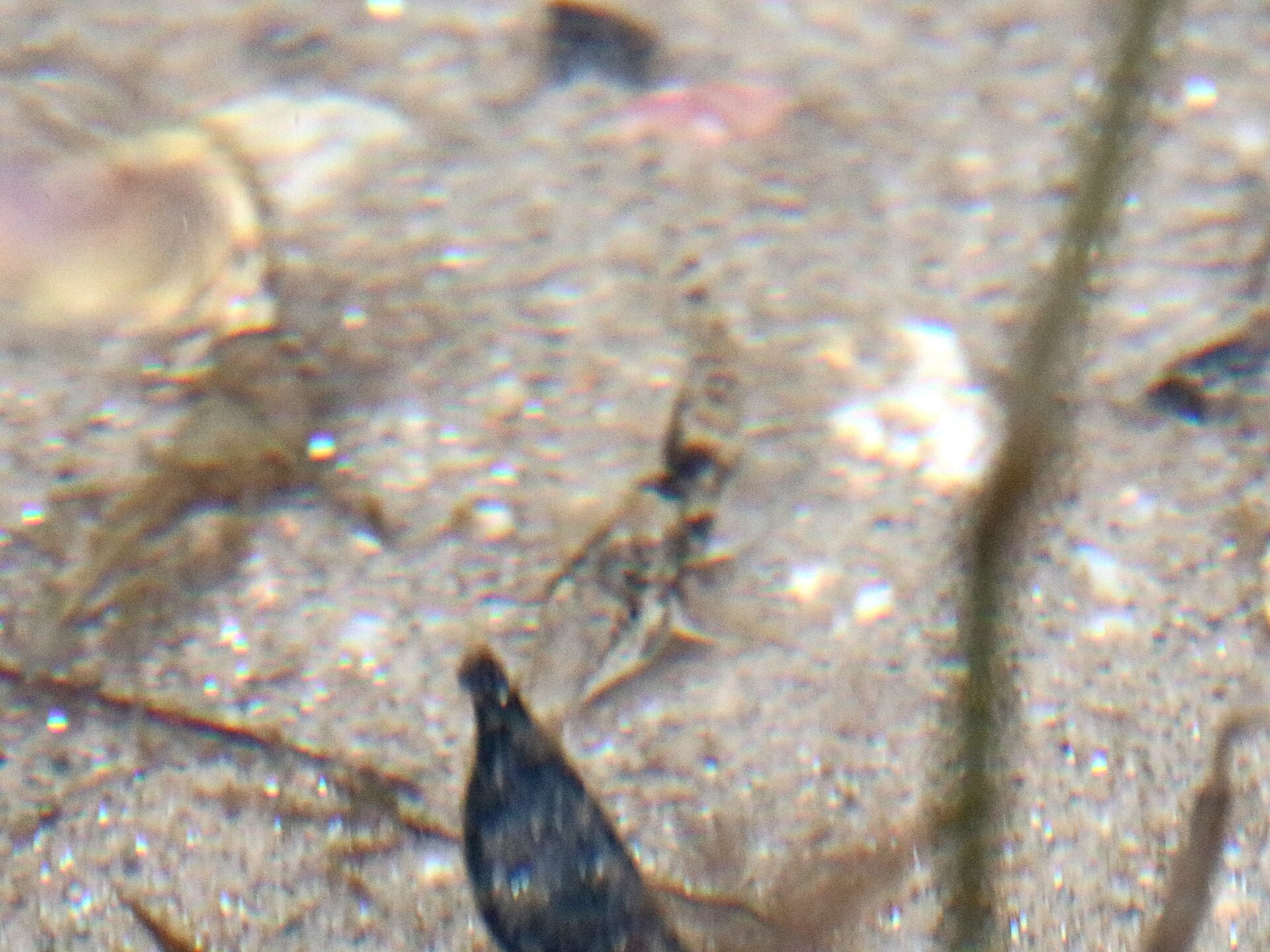 Scleromystax barbatus (Scleromystax barbatus)