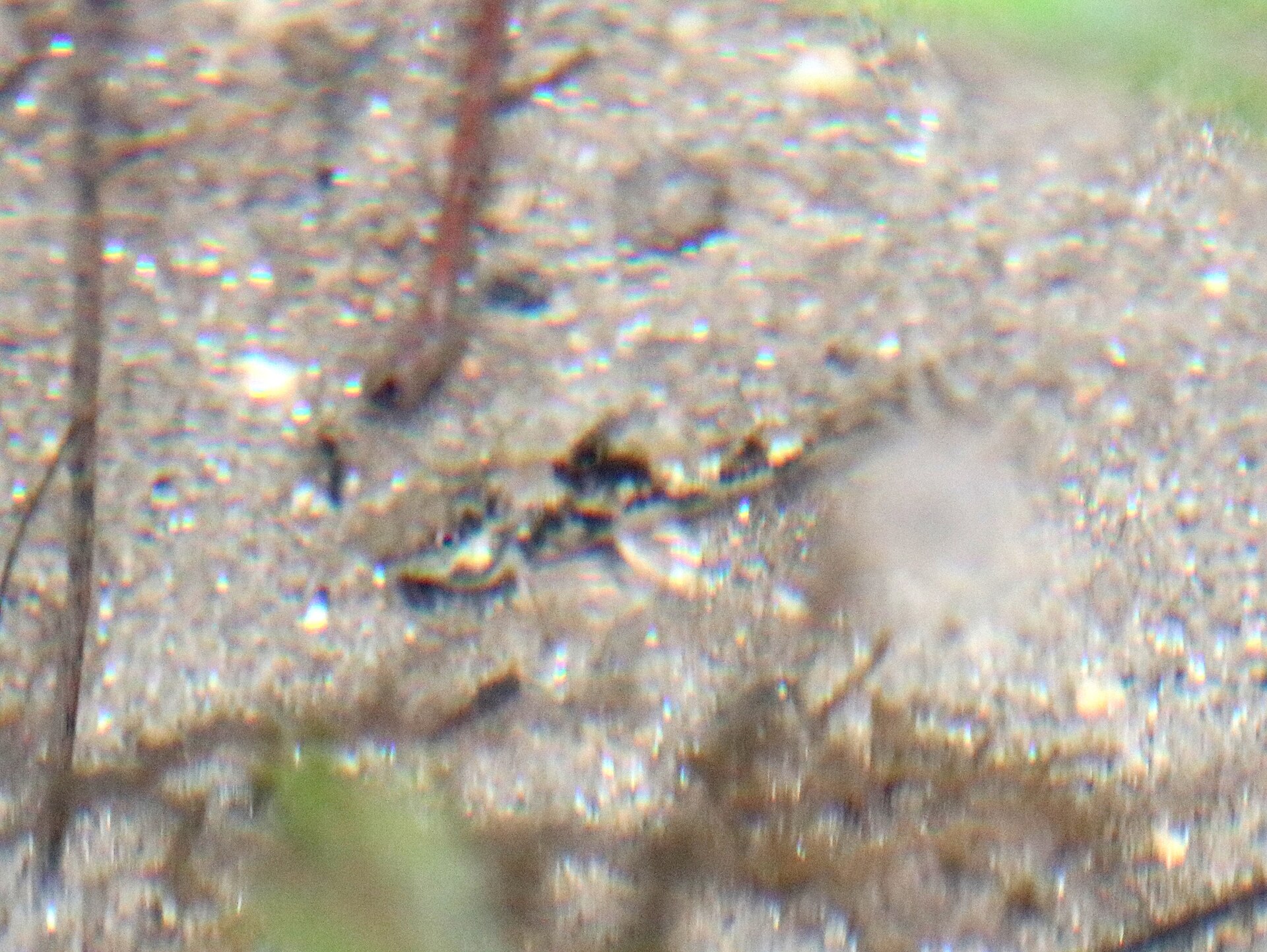 Scleromystax barbatus (Scleromystax barbatus)