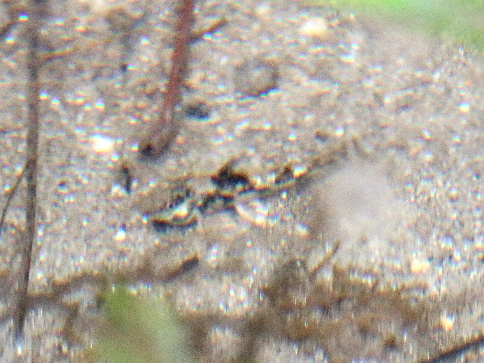 Scleromystax barbatus (Scleromystax barbatus)