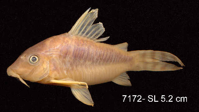 Seuss's Corydoras (Corydoras seussi)