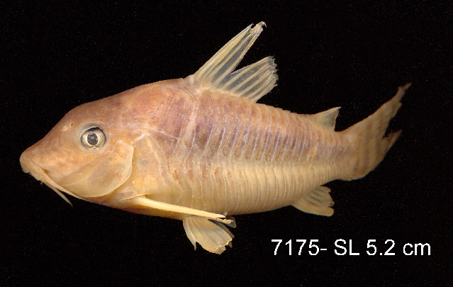 Seuss's Corydoras (Corydoras seussi)
