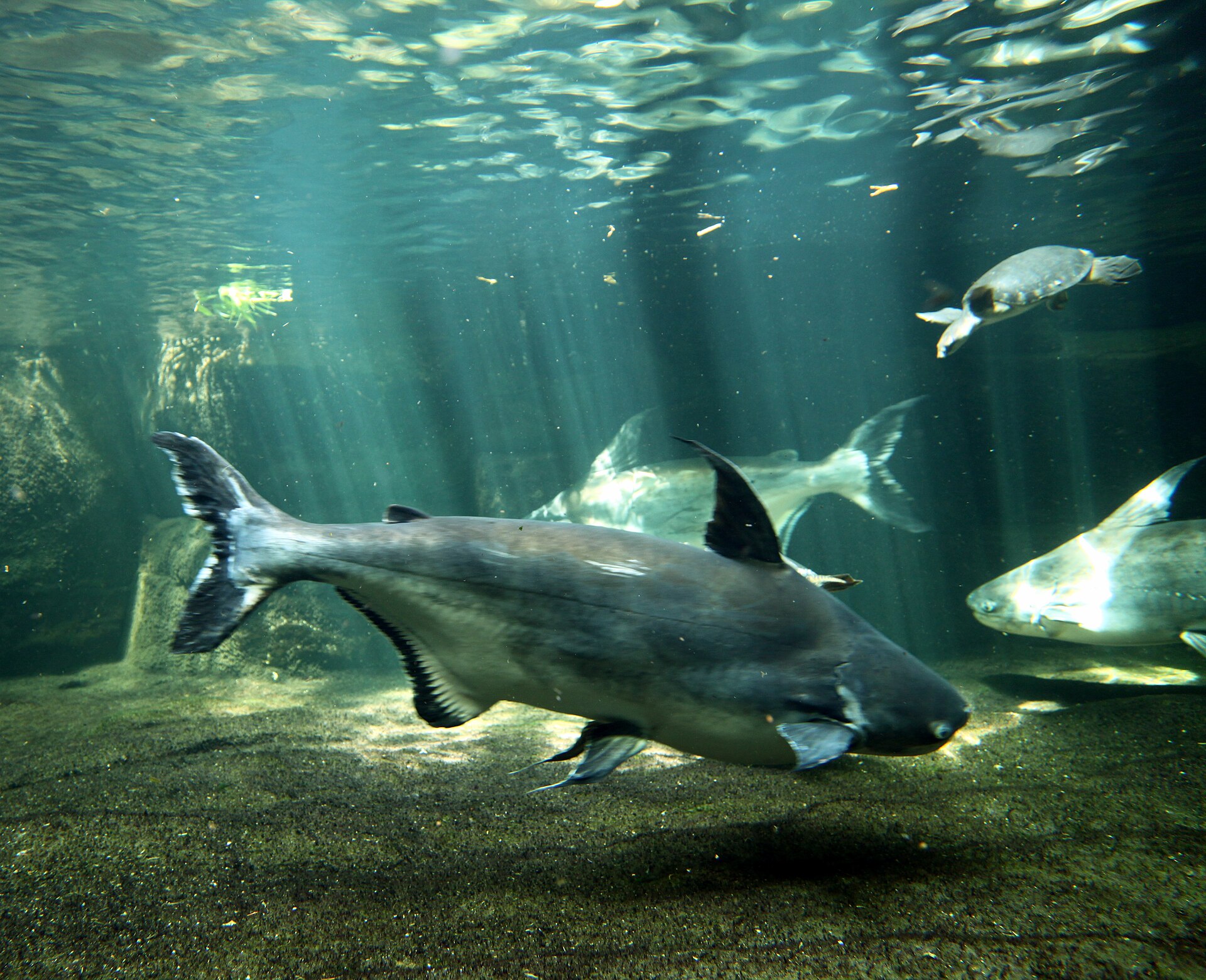Shark Catfish (Pangasius sanitwongsei)