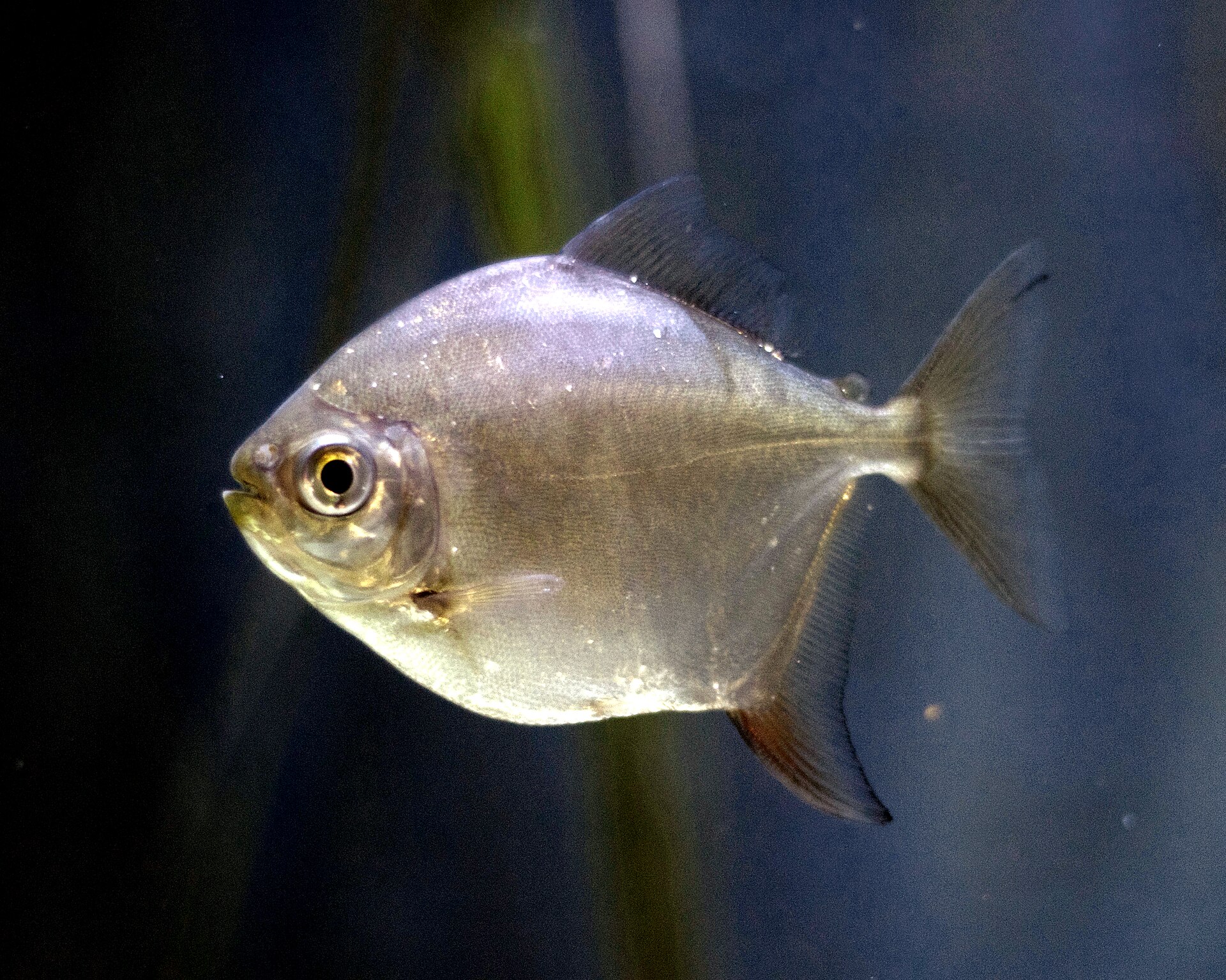 Close view of Silver Dollar (Metynnis argenteus)