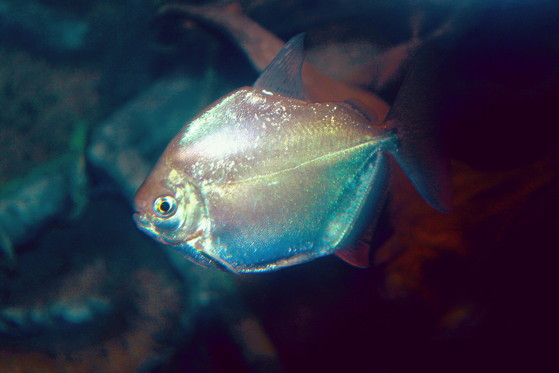 Silver Dollar (Metynnis argenteus)