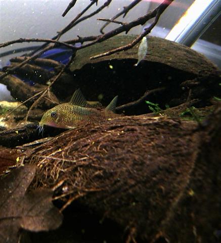 Similis Corydoras (Corydoras similis)