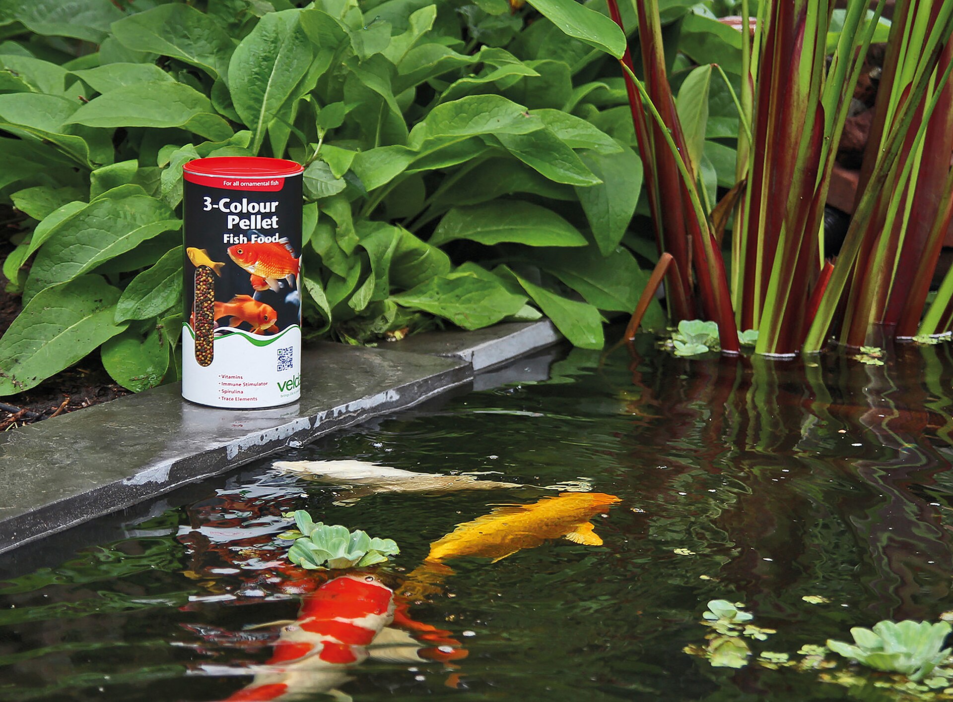Fish food pellets that are often soaked before feeding