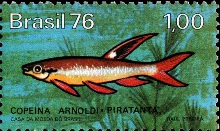 Splash Tetra (Copella arnoldi)
