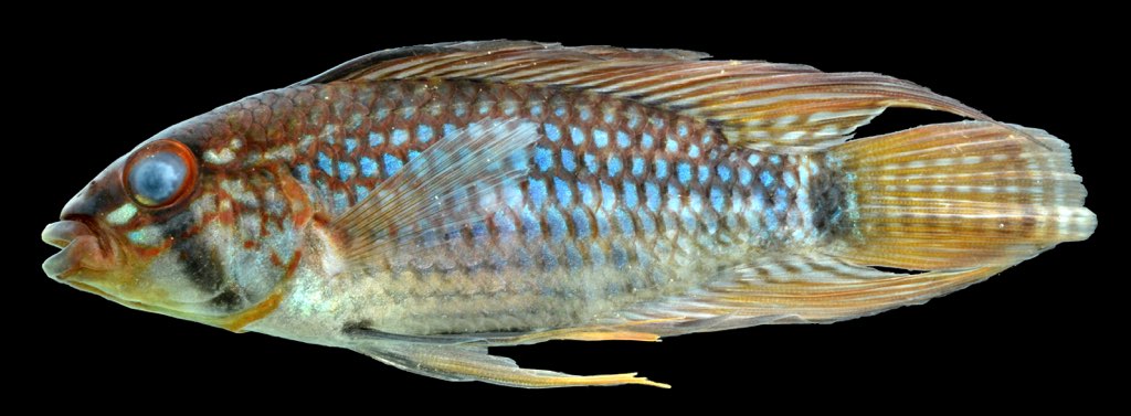 Steindachner's Apisto (Apistogramma steindachneri)