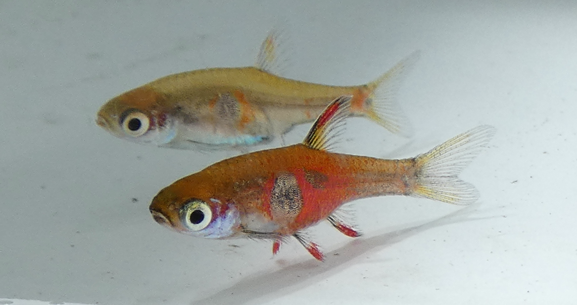 Strawberry Rasbora (Boraras naevus)