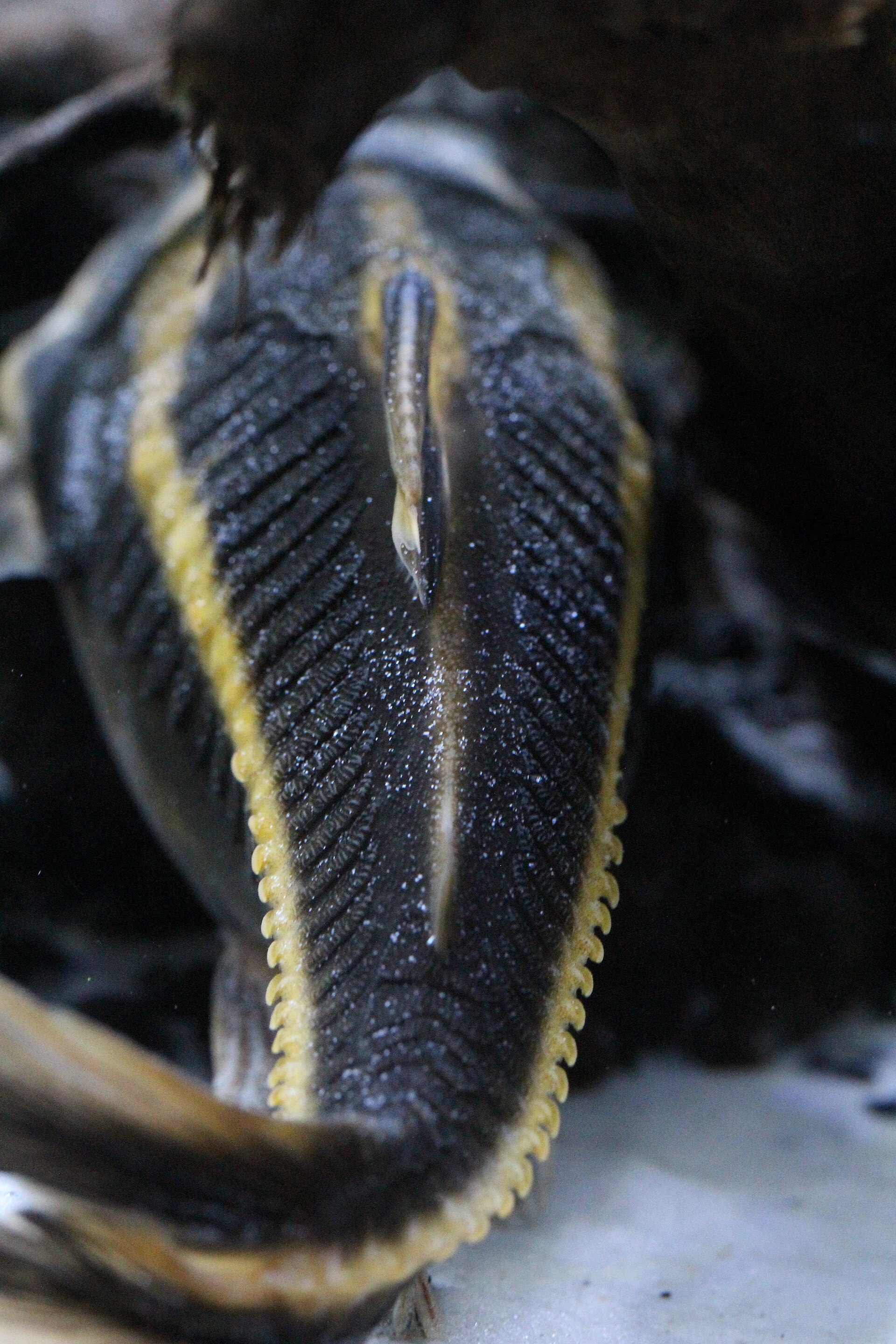 Striped Raphael Catfish (Platydoras armatulus)