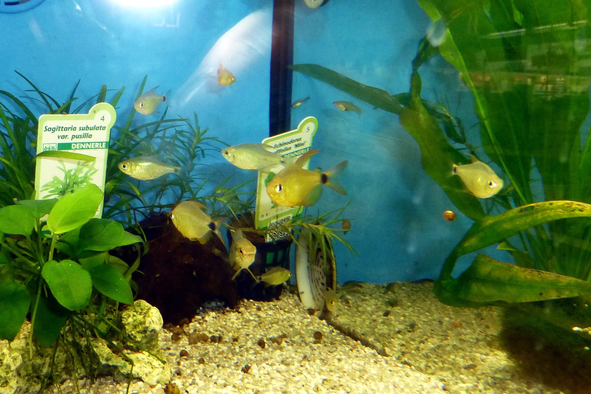 Sun Tetra (Hyphessobrycon heliacus)