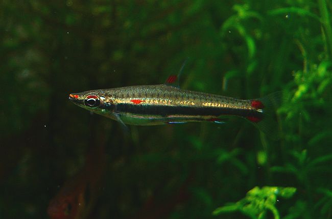 Close view of Three-lined Pencilfish (Nannostomus trifasciatus)