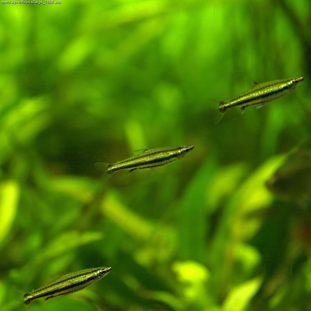 Three-lined Pencilfish (Nannostomus trifasciatus)
