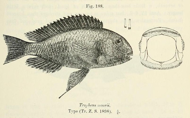 Close view of Tropheus Moorii (Tropheus moorii)
