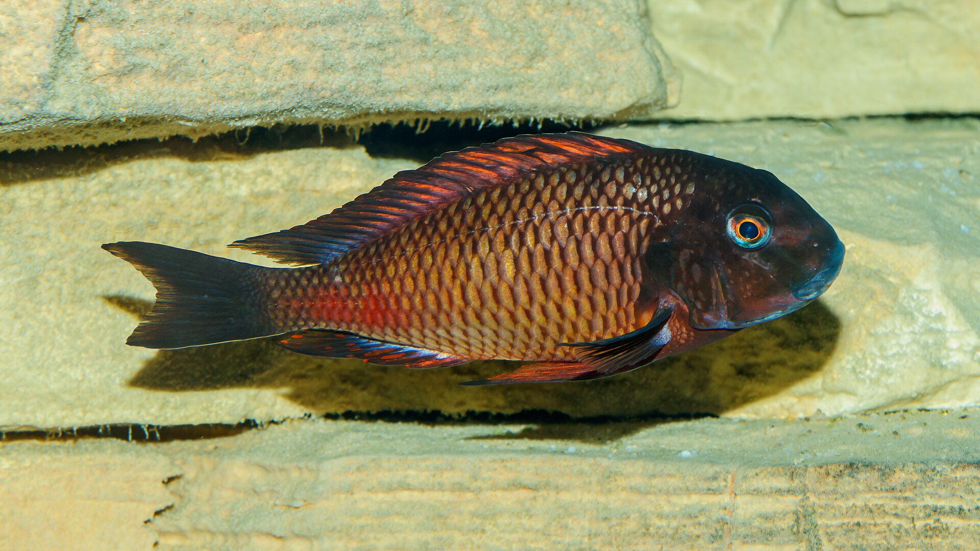 Tropheus Moorii (Tropheus moorii)