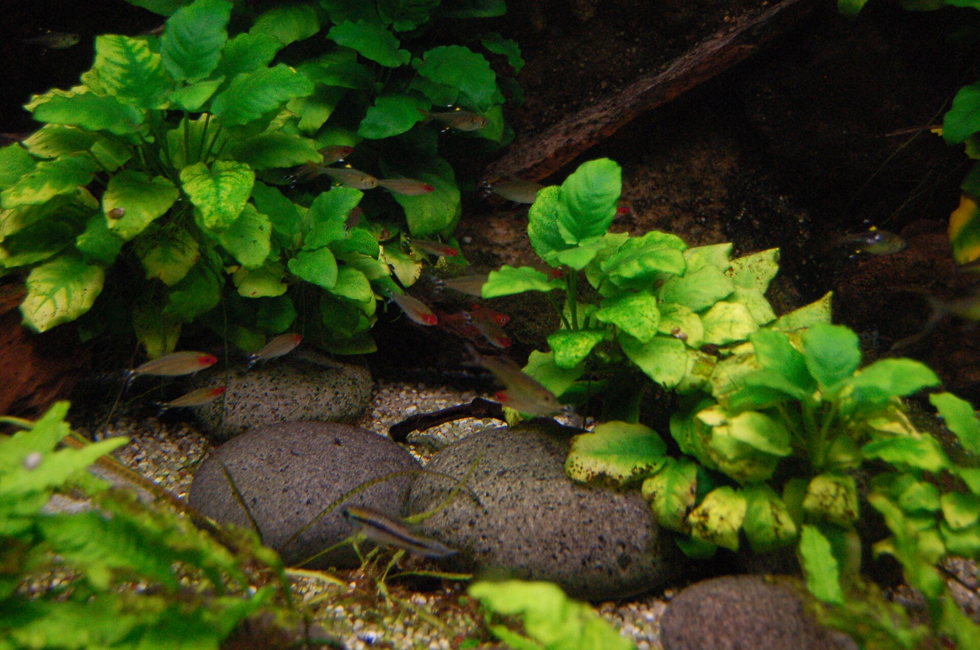 Close view of True Rummy-nose Tetra (Petitella bleheri)