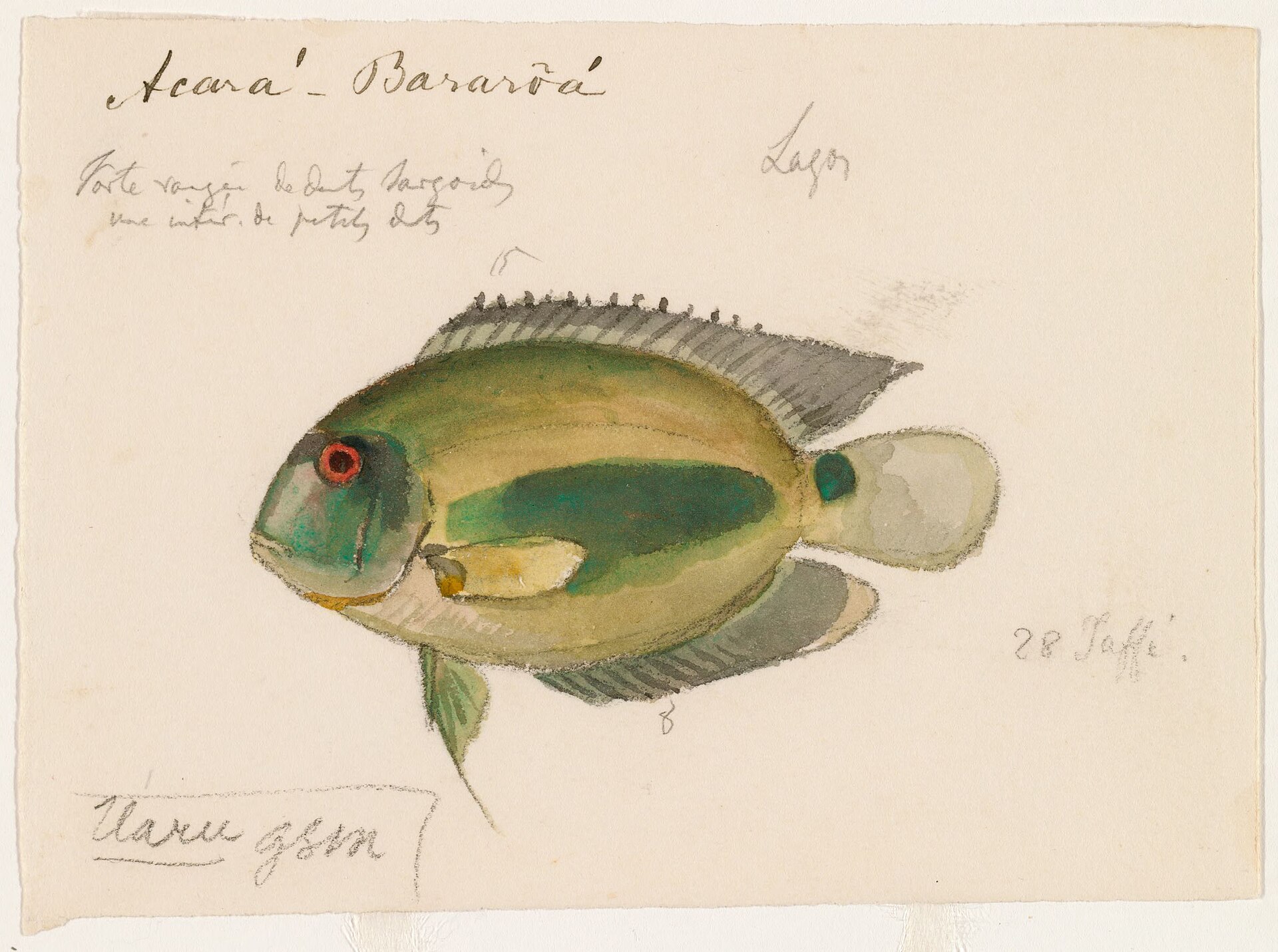 Uaru Cichlid (Uaru amphiacanthoides)