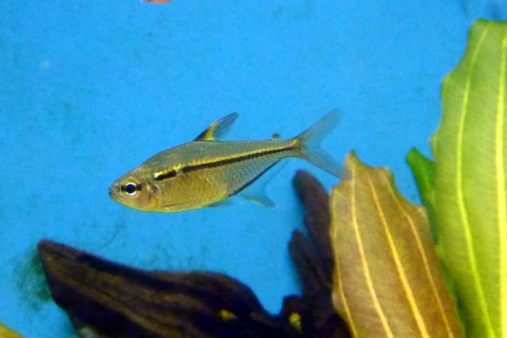 Ulrey's Tetra (Hemigrammus ulreyi)