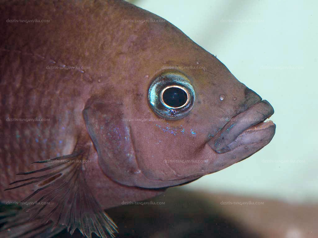 Variabilichromis Moorii (Variabilichromis moorii)
