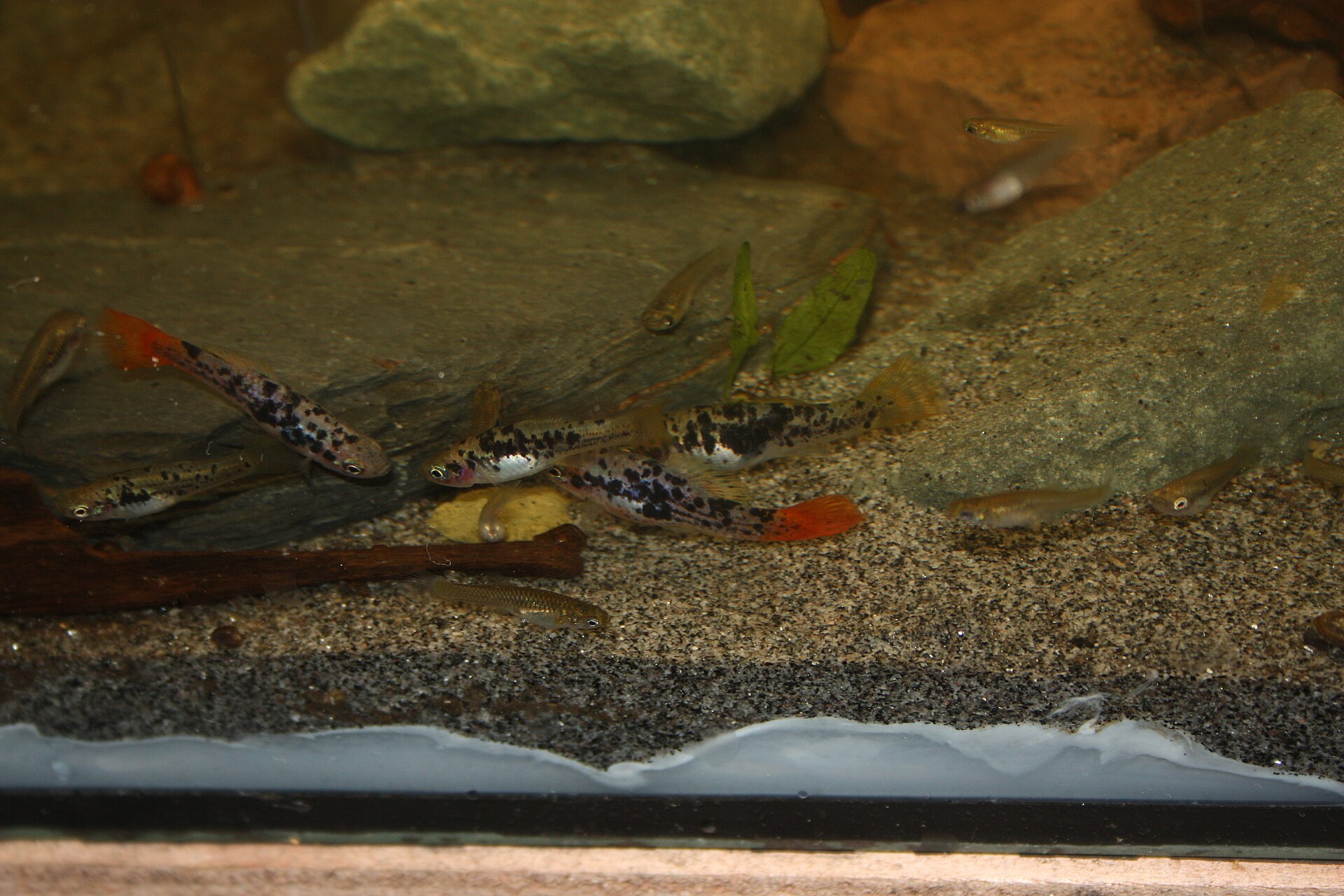 Close view of Variatus Platy (Xiphophorus variatus)