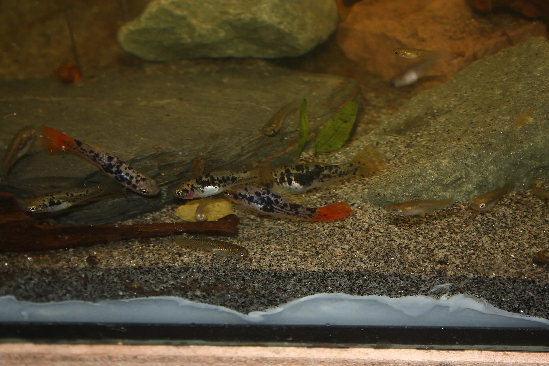 Close view of Variatus Platy (Xiphophorus variatus)