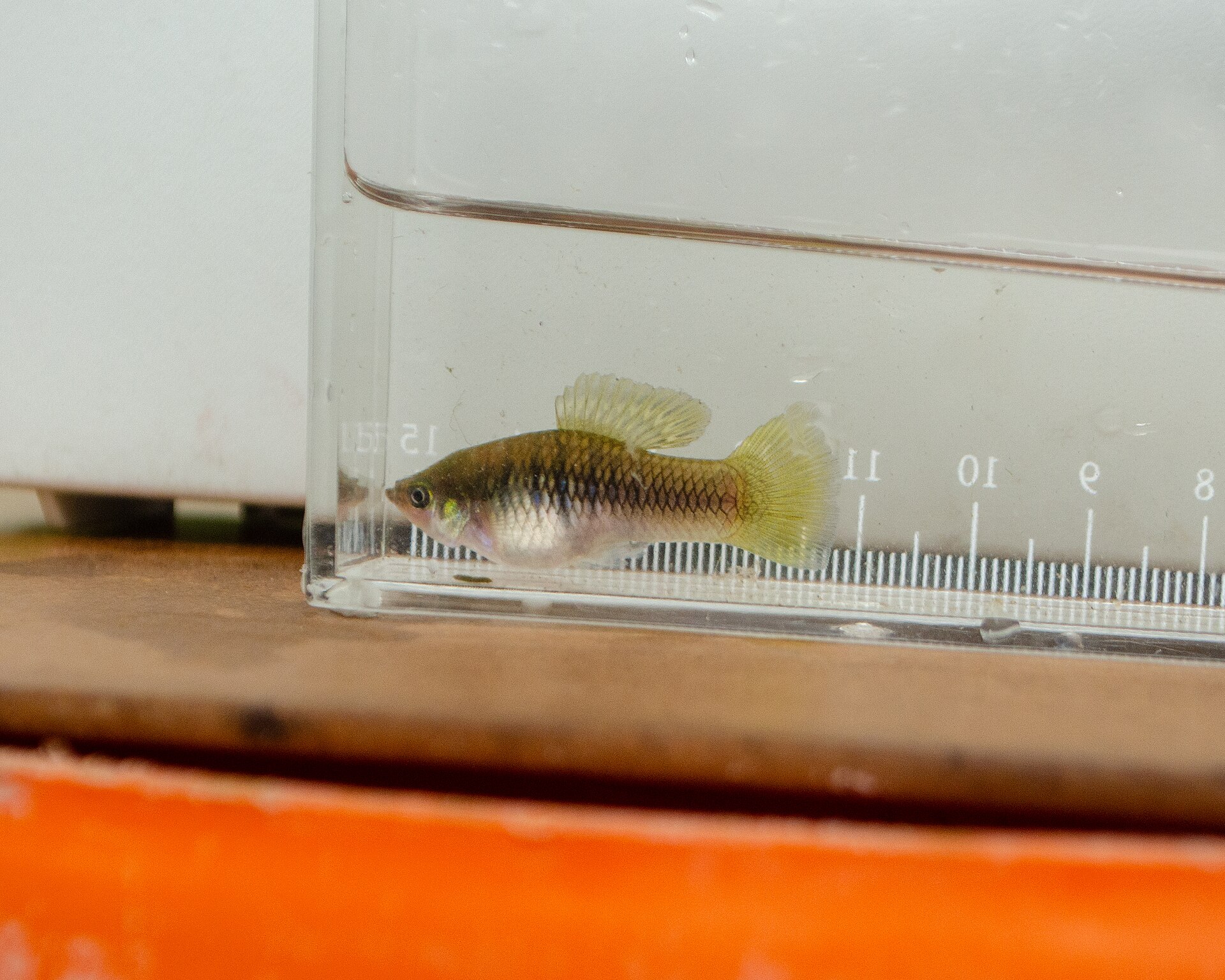 Variatus Platy (Xiphophorus variatus)
