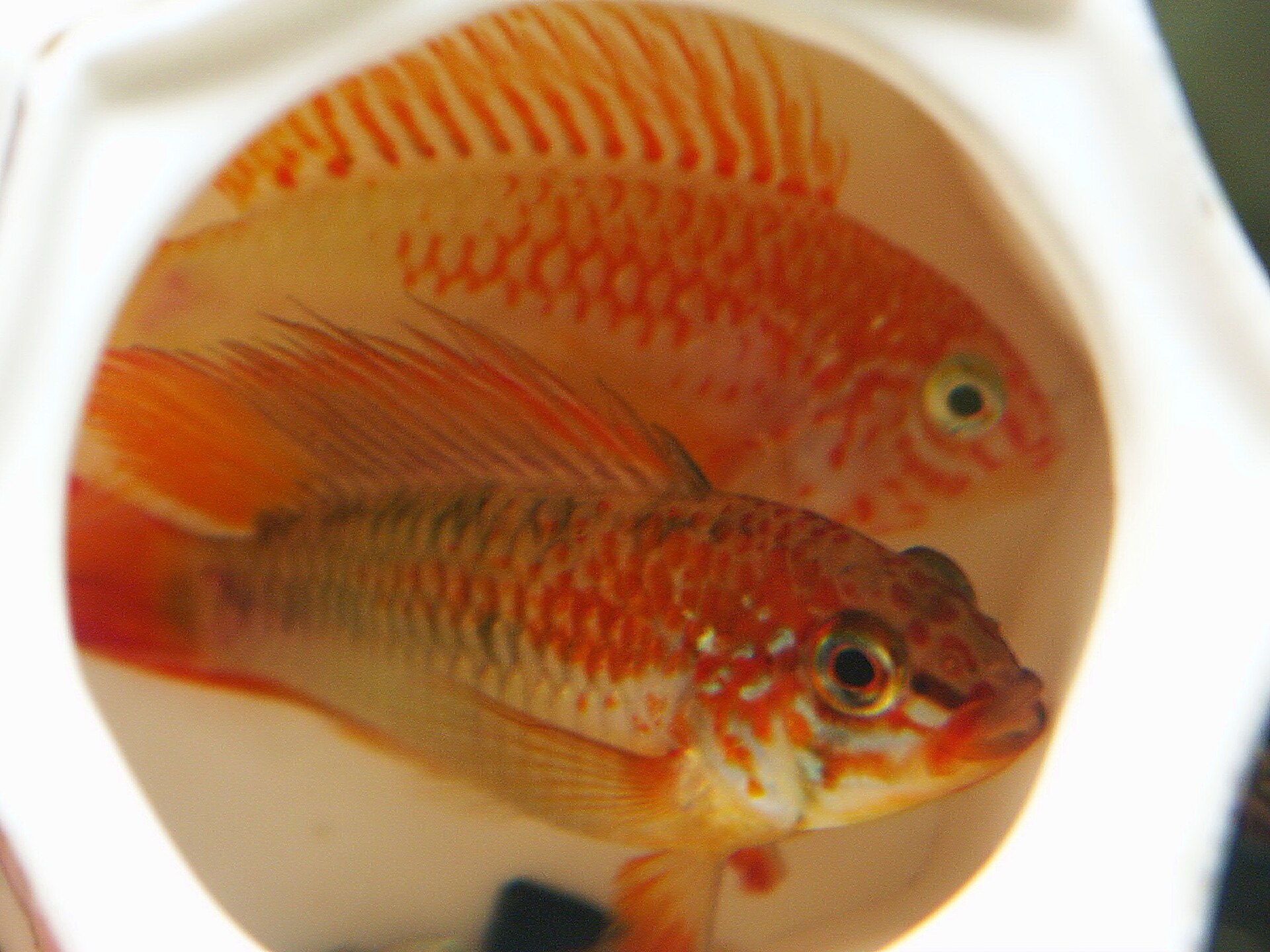 Viejita Apisto (Apistogramma viejita)
