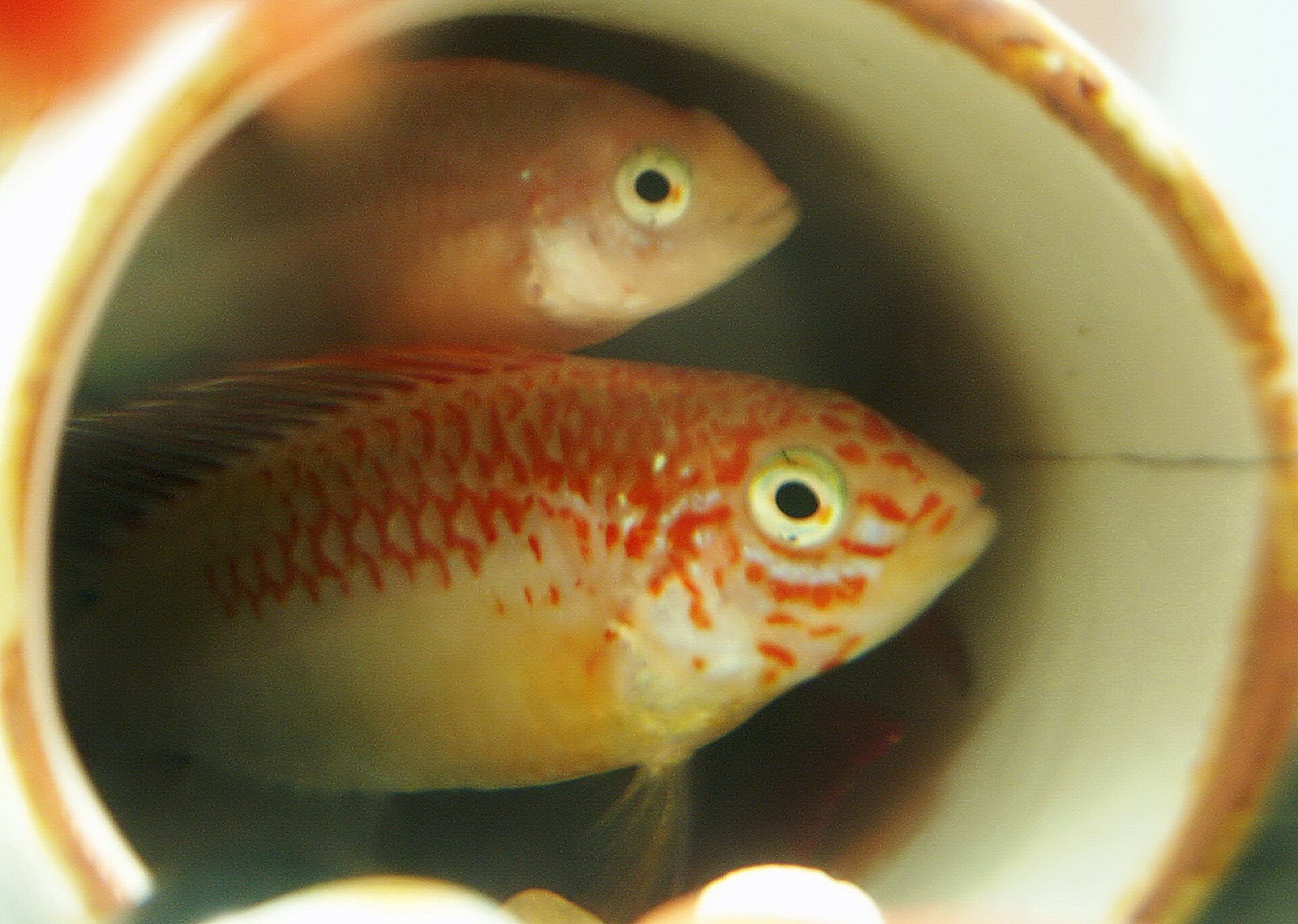 Viejita Apisto (Apistogramma viejita)