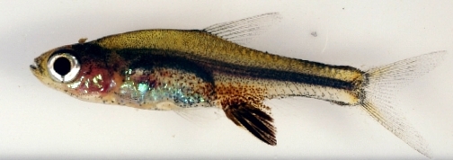 Volcano Rasbora (Sundadanio axelrodi)