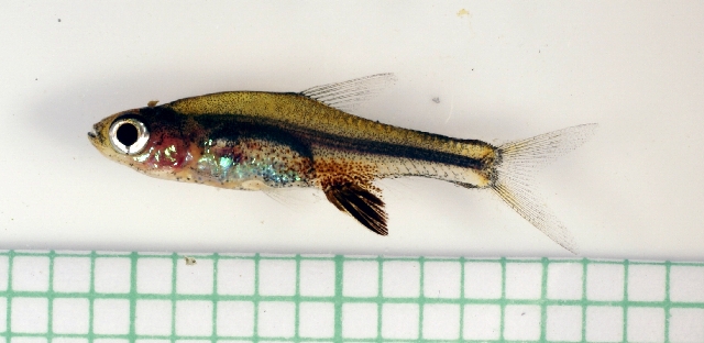 Volcano Rasbora (Sundadanio axelrodi)