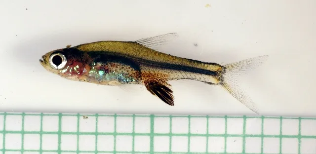Volcano Rasbora (Sundadanio axelrodi)
