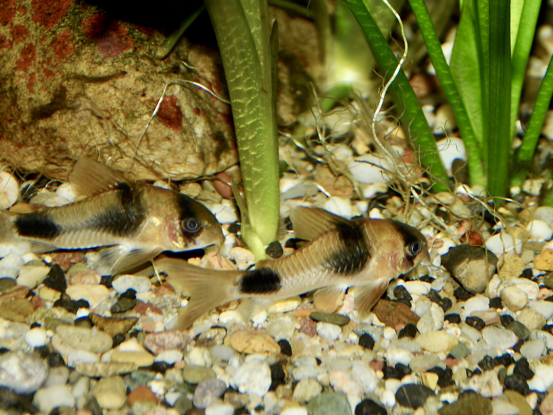 Weitzmani Corydoras (Corydoras weitzmani)
