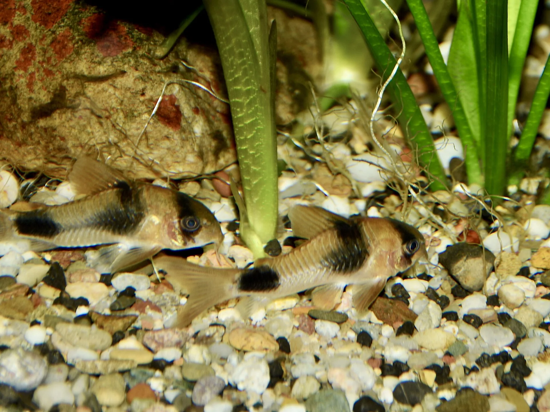Weitzmani Corydoras (Corydoras weitzmani)