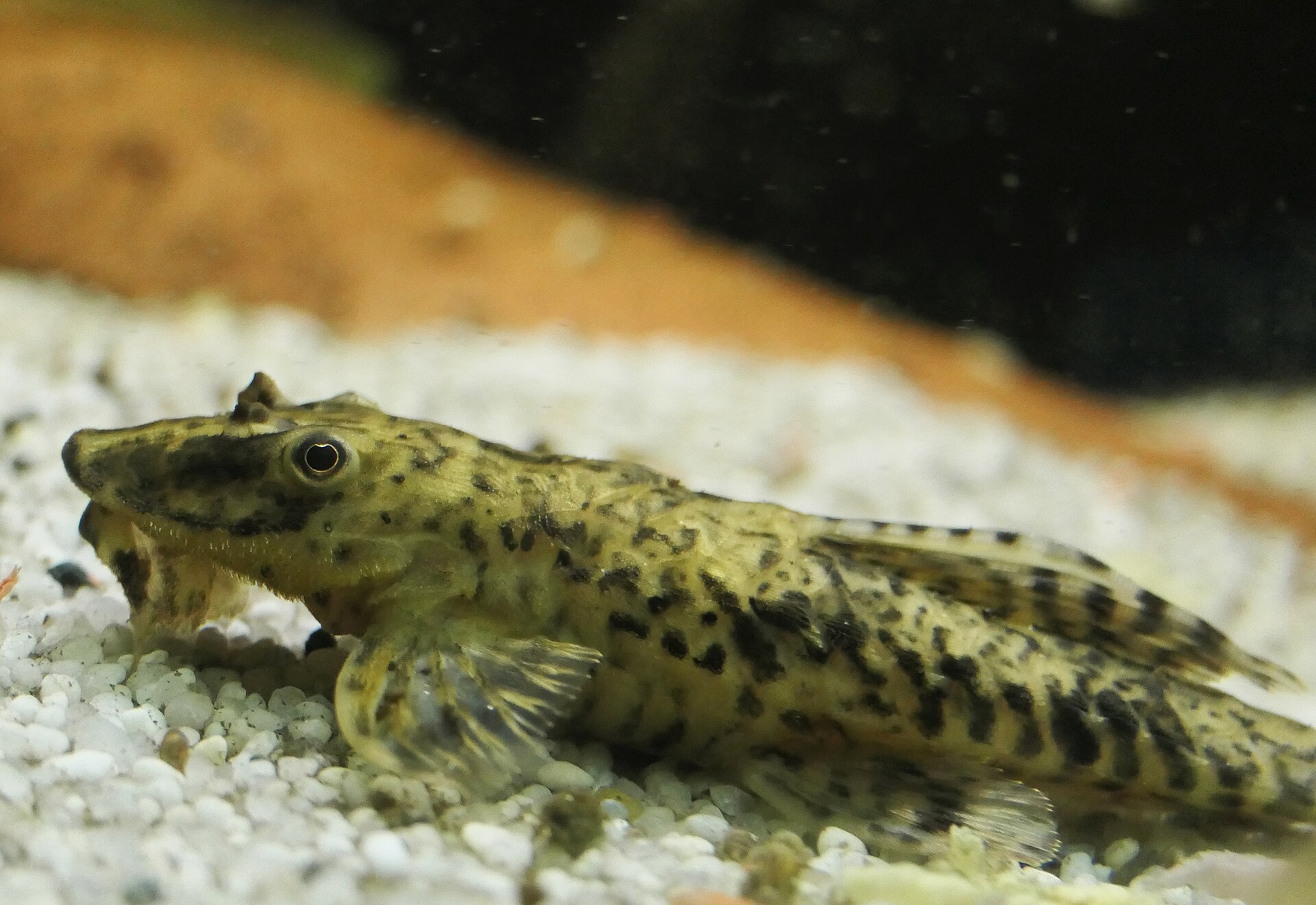 Close view of Whiptail Catfish (Rineloricaria lanceolata)