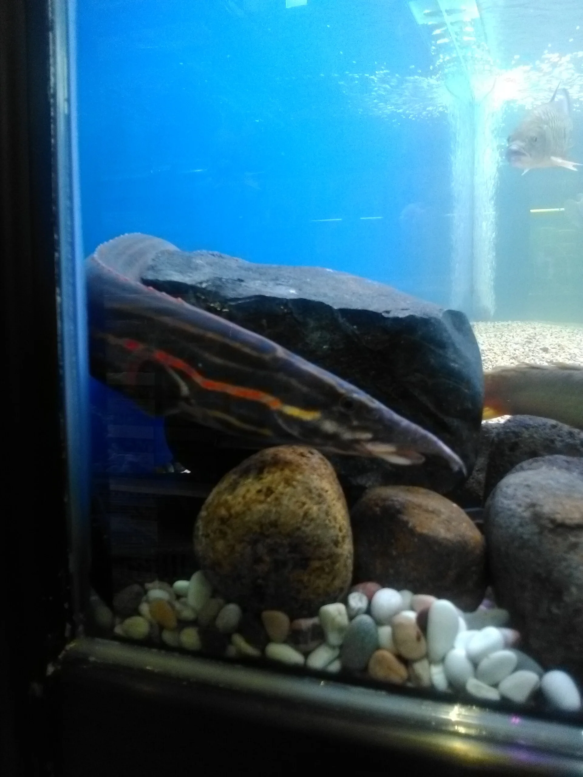Fish hiding in the corner of an aquarium