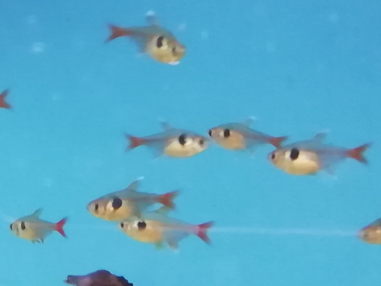 Yellow Phantom Tetra (Hyphessobrycon roseus)