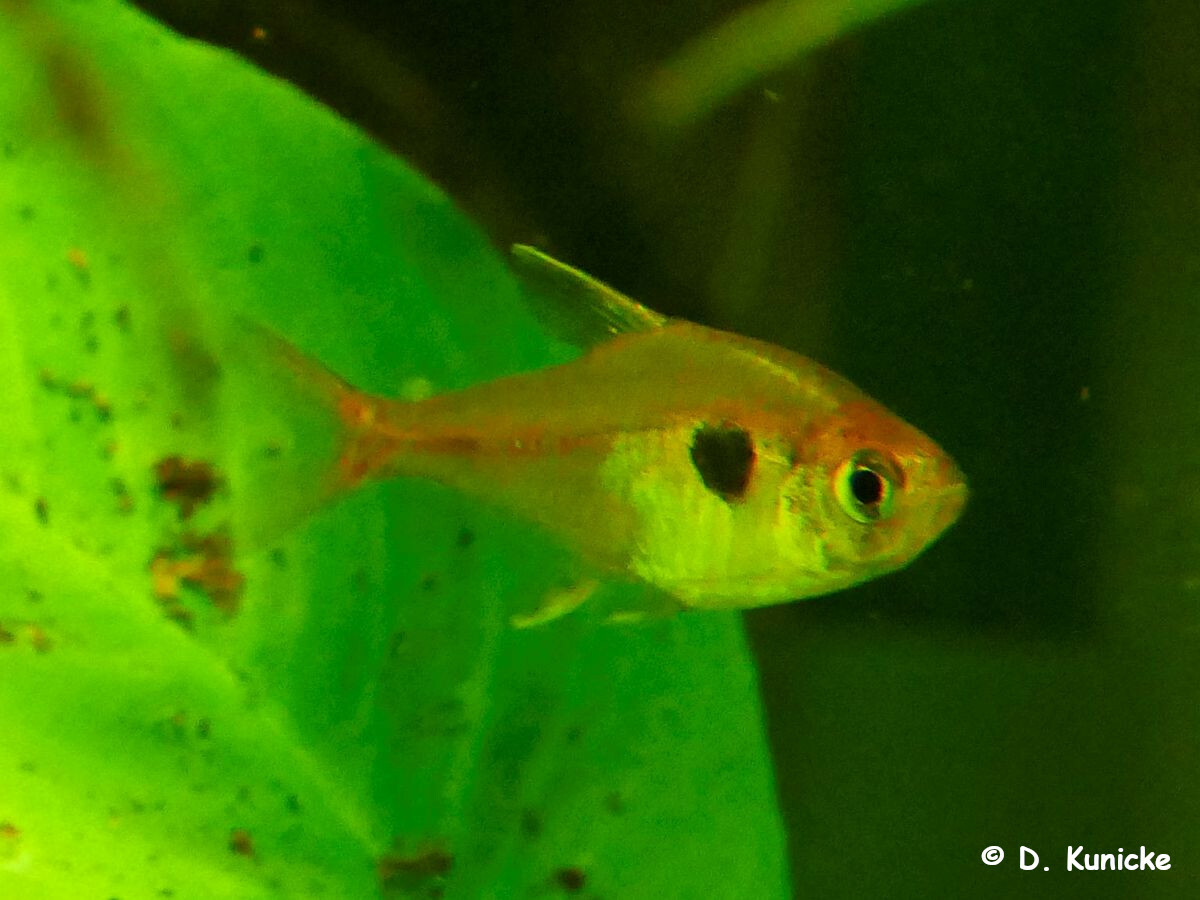 Yellow Phantom Tetra (Hyphessobrycon roseus)