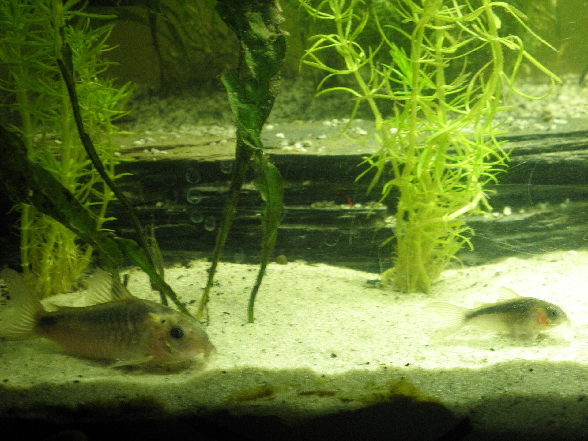 Zygatus Corydoras (Corydoras zygatus)